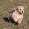 sweet and loving Cockapoo Puppies For Sale