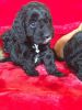 Red And Black Pra Clear Cockapoo