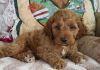 Perfect Cockapoo Puppies For Pets loving homes