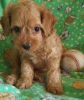 Affectionate Cockapoo puppies available