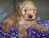 Outstanding Toy Cockapoo Puppies. Ready Now
