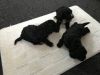 3 Adorable Cockapoo Puppies,text on xxxxxxxxxx