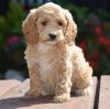 Lovely Cockapoo puppies for sale