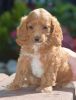 Beautiful Cockapoo puppies are ready