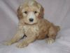 Males and females Cockapoo Puppies Available