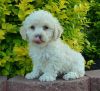 Beautiful Cockapoo Puppies For Sale.