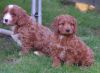 Red Cockapoo Puppies Ready Now