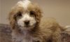 Sweetest and Cutest Cockapoo Puppies For Sale.