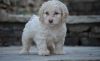 Cockapoo Puppies For Lovely Homes
