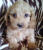 Looking Cockapoo Puppies for sale.