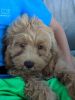 Cockapoo Puppies for Sale in Oklahoma