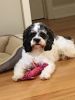 2 year old Male Cockapoo