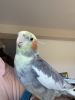 1 Year Old Cockatiel for Sale