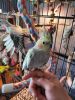 Selling 2 Cockatiels with cage