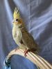 Hand fed and tamed Pearl Cockatiel available!