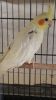 Possibly a Male Cockatiel for Sale