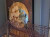 Very Young Hand-fed Cockatiel /w Cage + Playstand | 200$