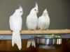 3 Lovely Albino cocatiels parrots for Sale