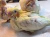 Beautiful lutino baby cockatiels