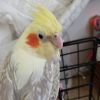 Cockatiel needs home with patient owner