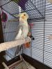 Rehousing my Cockatiel! With love!