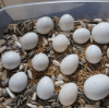 parrot eggs hatching