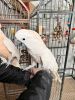 Two male cockatoos