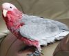 Red Breasted Cockatoo
