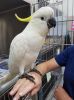 White crested Cockatoo now