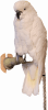 Sulfa Crested Cockatoo