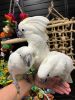Female and male cockatoo parrot for sale