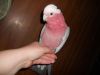 Tame Rose Breasted Cockatoo Parrots For Sale