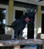 Super Tame Black Palm Cockatoo Parrots