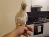 Beautiful Cockatoo