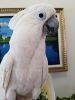 Lovely Umbrella Cockatoo Parrots for Sale