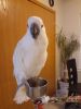 3yr beautiful male cockatoo