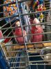 Galah Cockatoo Parrots For Sale