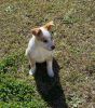 Rehoming beautiful collie/husky mix puppy