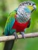 The crimson-bellied parakeet, more commonly known as the crimson-belli
