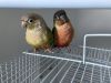 One green chick conure and one cinnamon conure