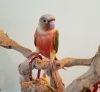 Pineapple Green Cheek Conures for Sale in So FL
