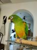 Conure looking for a forever home