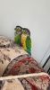 Green cheeks conure pair one years old