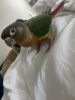 Conures ready for rehome pineapple