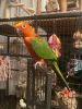 Selling our Conure