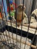 Conure for rehoming gl