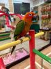 parrot and birds
