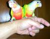 Pineapple Conures ( friendly )