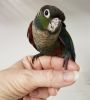 Weaned crimson bellied conure baby