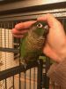 Young Green Cheek Conure for sale